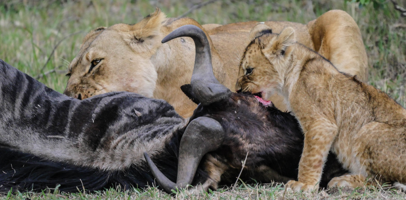 7 DAYS BIENVENUE KENYA