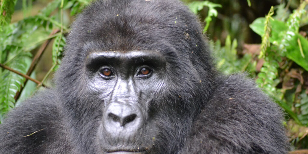 The Magic of Gorilla Trekking