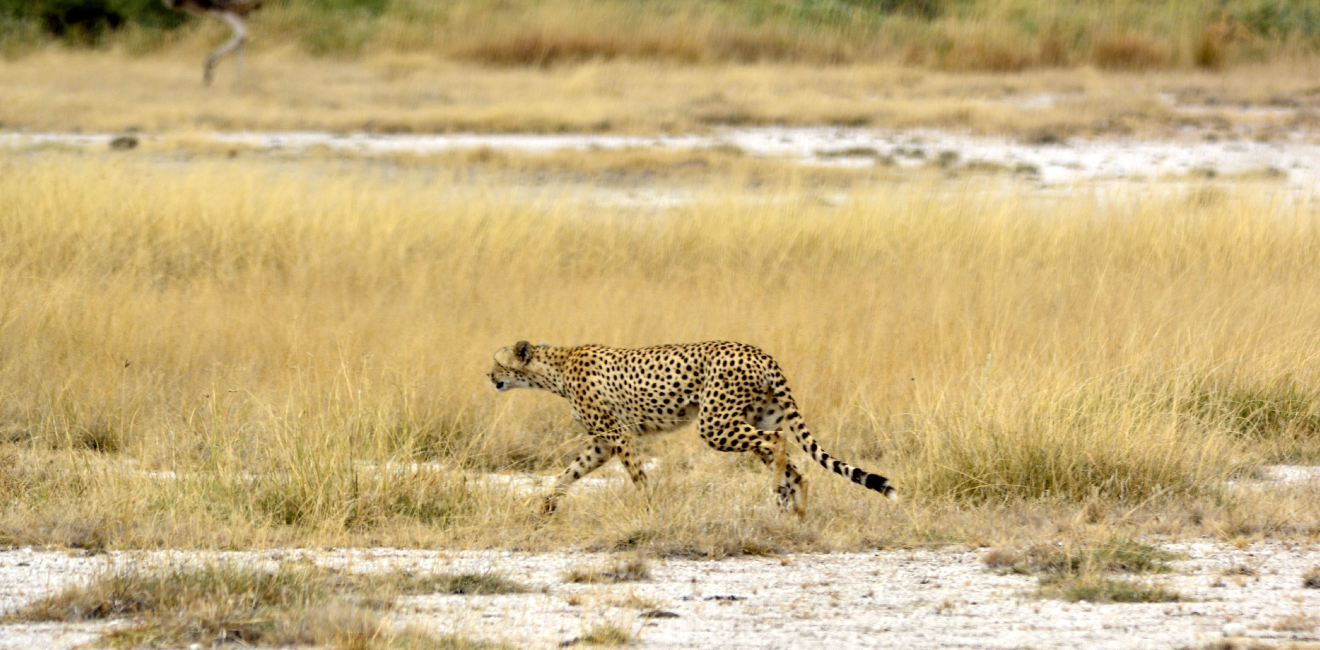 3 DAYS BEST OF MARA SAFARI