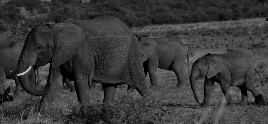 UNTAMED BEAUTY, UNFORGETTABLE JOURNEY!