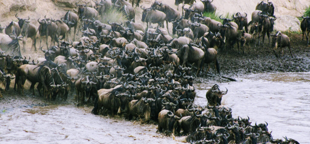 WILDLIFE WONDERS AWAIT – EXPLORE NOW!